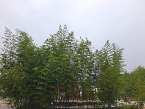 竹林