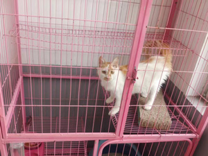 孩子们养的宠物