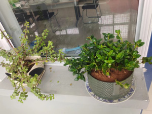 花